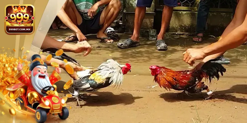 Các bí kíp đá gà tre hiệu quả được chia sẻ từ cao thủ 999bet