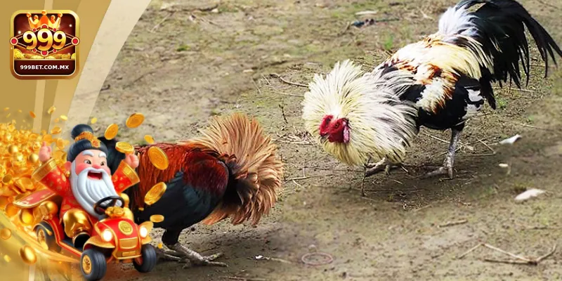 Đôi nét giới thiệu về đá gà tre 999bet